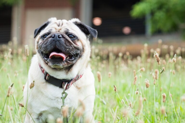 Photo "5 methods to prevent the occurrence of allergies to pets"