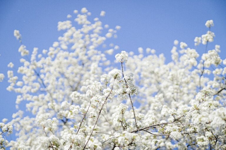 Photo "Guide to Living a Normal Life with Seasonal Allergies"