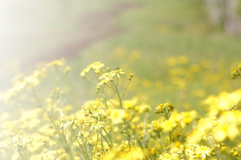 Photo "7 ways to reduce pollen allergies during the summer"