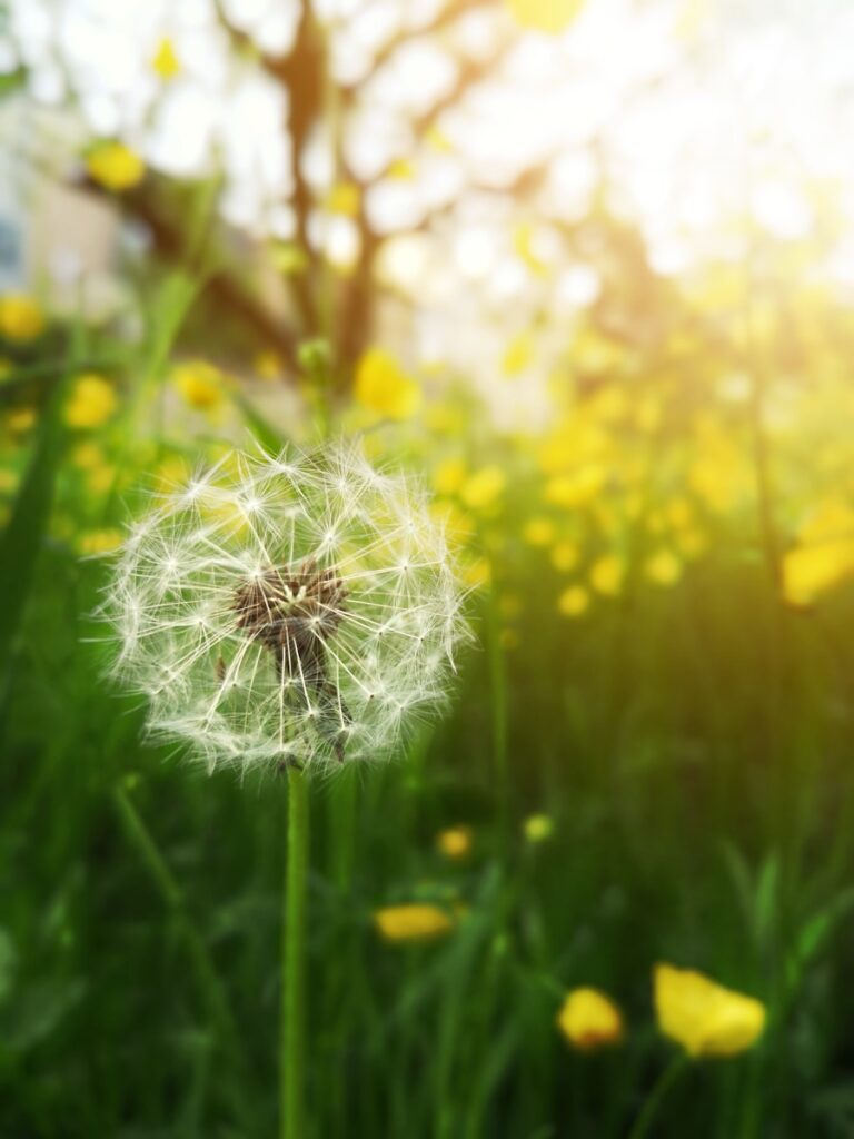 Photo "5 strategies to reduce the impact of allergies on your mental health"
