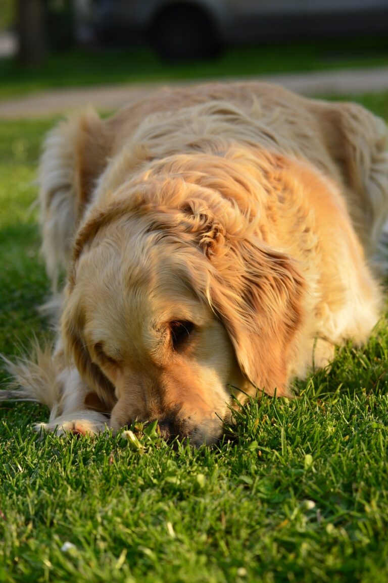 Photo "Guide to Living Better with Pet Allergies"