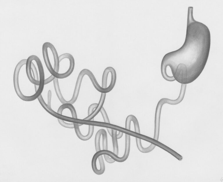 Photo Digestive system