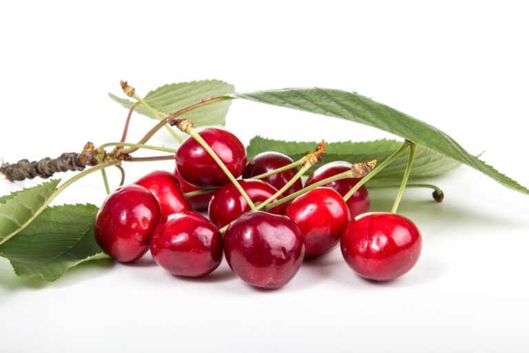 Photo Cherries