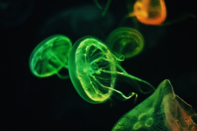 Photo Microbiome disruption