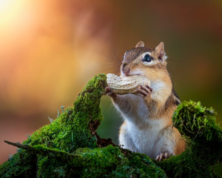 Photo Mindful eating