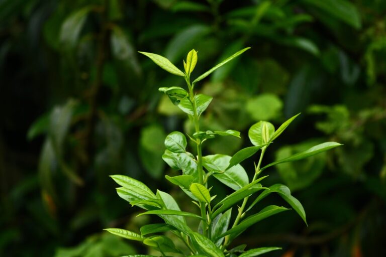 Photo tea tree essential oil
