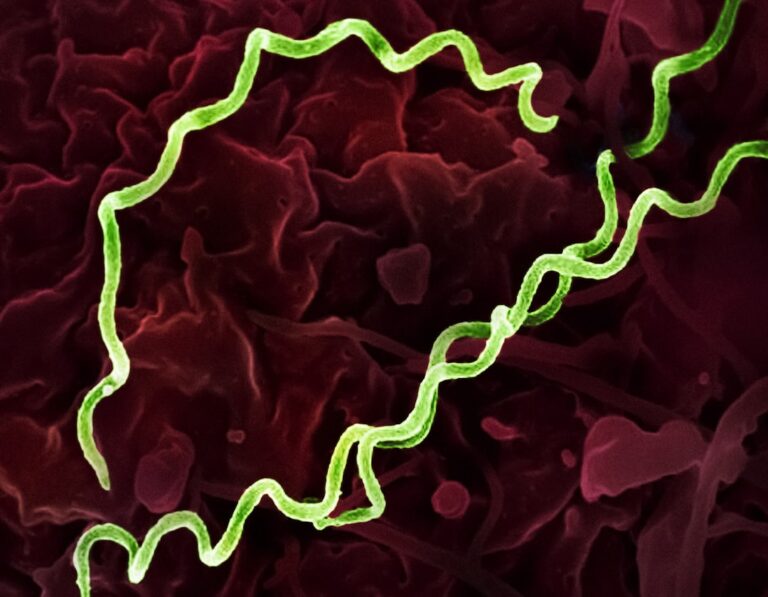 Photo helicobacter pylori