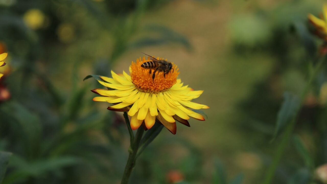 Albină pe o floare galbenă într-o zi de vară