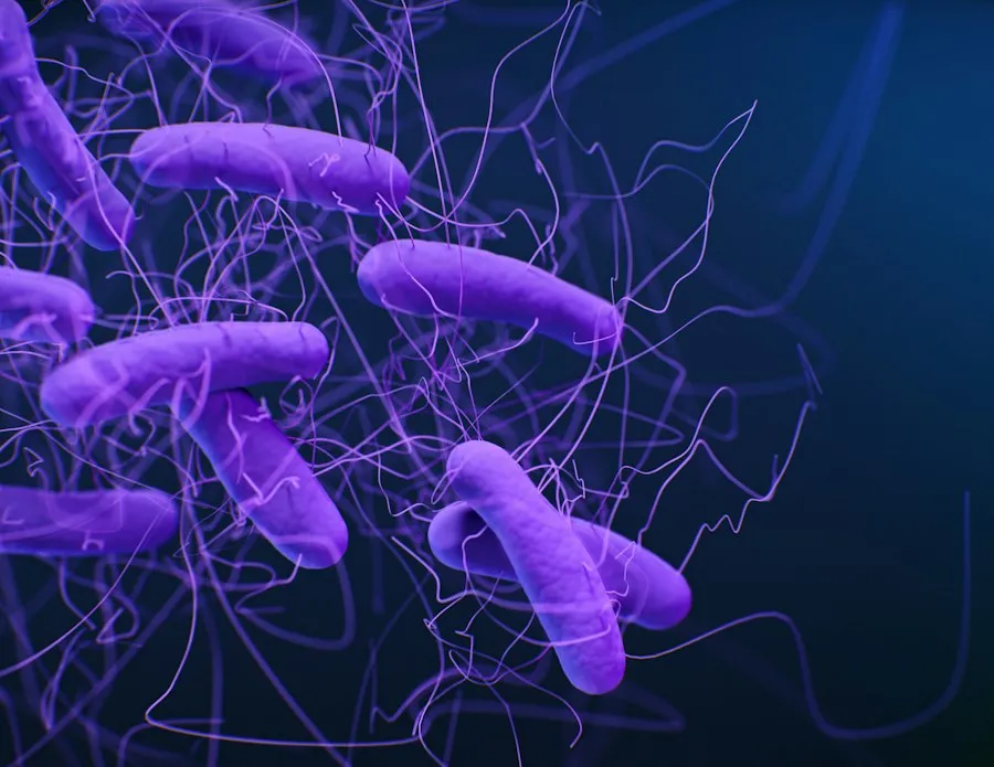 immune system overview